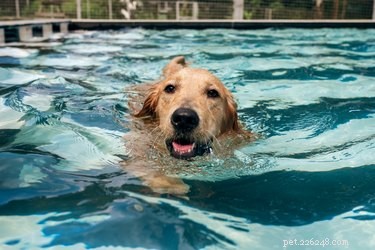 Vad är hydroterapi för hundar?