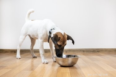 Comment nourrir un chien atteint de diarrhée