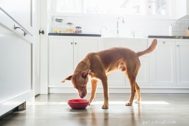Cosa dare da mangiare a un cane con la diarrea