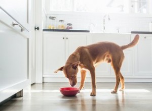 Comment nourrir un chien atteint de diarrhée