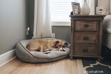 Potřebuje můj pes postel z paměťové pěny?