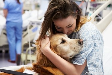 Estudo:Cães de terapia reduzem a ansiedade em pacientes de emergência