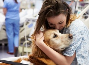 Étude :Les chiens de thérapie réduisent l anxiété chez les patients des urgences