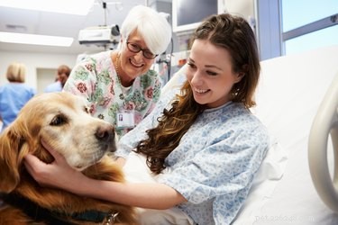 Studie:Therapy Dogs Reduce Anxiety in ER Patients