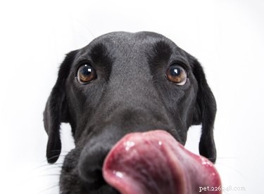 I cani possono mangiare la rucola?