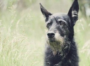 Peut-on stériliser un chien âgé ?