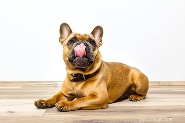 Os cães podem comer alho-poró?