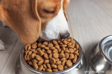 Comment le régime alimentaire d un chien change avec l âge