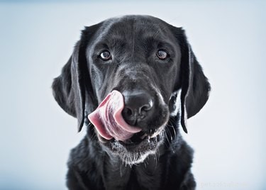 Můžou psi jíst artyčoky?