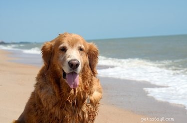 Советы по летнему уходу за пожилыми собаками
