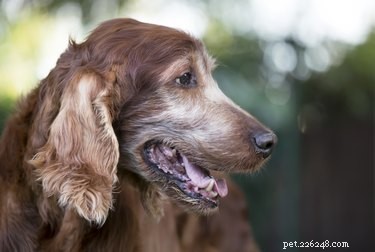 Tipy pro letní péči o starší psy