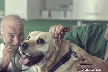 Jak pečovat o staršího psa