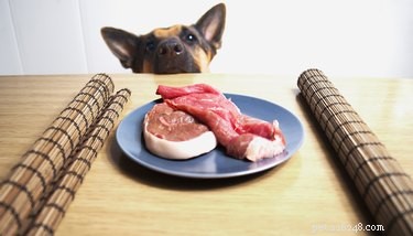 Allt din hund kan och inte kan äta