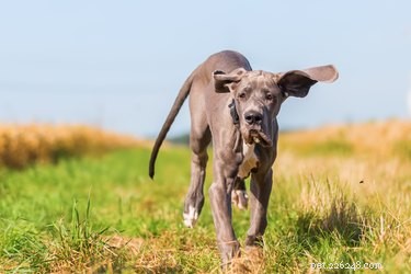 6 tipů, které mohou pomoci předcházet artritidě u psů