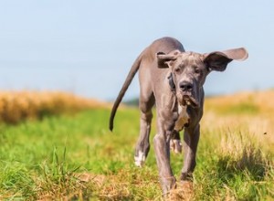6 dicas que podem ajudar a prevenir a artrite em cães