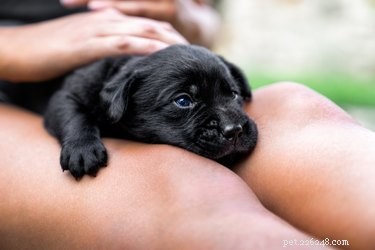 6 tips som kan hjälpa till att förebygga artrit hos hundar