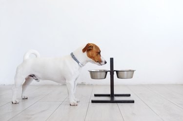 개는 잡식성입니까 아니면 육식성입니까?