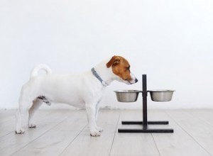 犬は雑食動物ですか、それとも肉食動物ですか？