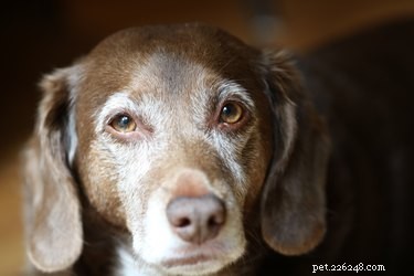 Quais são os sinais de demência em cães?