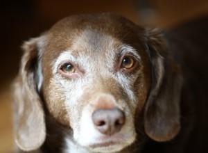 Quais são os sinais de demência em cães?