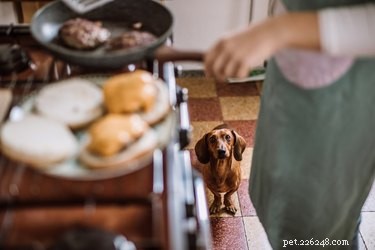O que posso alimentar meu cachorro se ficar sem ração?