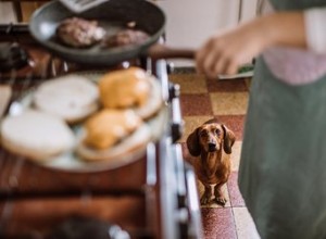 Čím mohu nakrmit svého psa, když mi dojde krmivo pro psy?