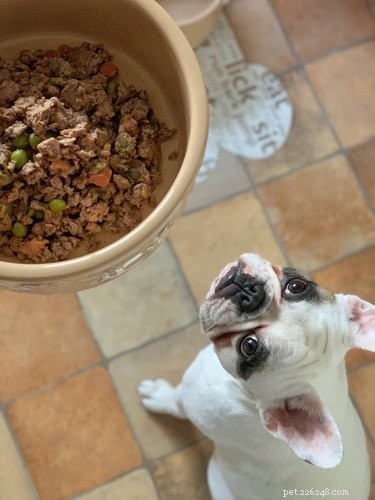 Vad kan jag mata min hund om jag får slut på hundmat?