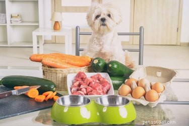 개 사료가 떨어지면 무엇을 먹일 수 있습니까?