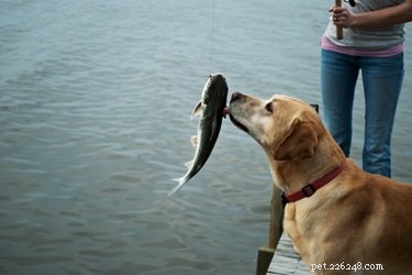Waarom ruikt mijn hond naar vis?