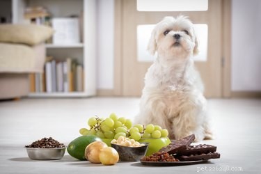 Qu est-ce que les chiens aiment manger ?