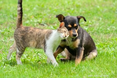 Mohou být psi alergičtí na kočky?