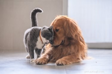 Может ли у собак быть аллергия на кошек?