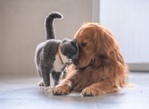 Cães podem ser alérgicos a gatos?