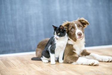 개가 고양이에게 알레르기가 있을 수 있습니까?