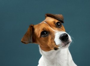 Měli byste se obávat, že váš pes moc čůrá?