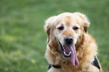 Devez-vous vous inquiéter si votre chien urine beaucoup ?