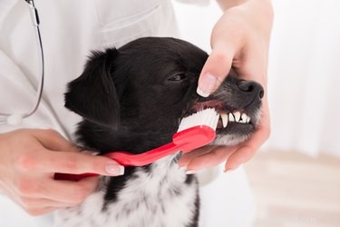 Allt om tandköttssjukdomar hos katter och hundar