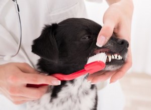 猫と犬の歯周病のすべて 