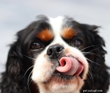 개에게 수염이 있는 이유는 무엇입니까?