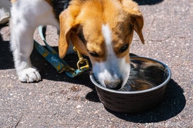 Perché il mio cane tossisce dopo aver bevuto acqua?