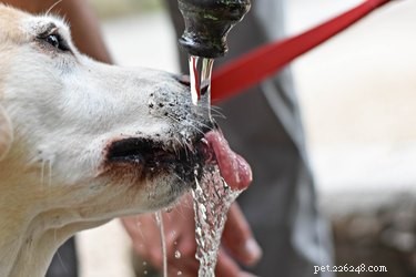 Waarom hoest mijn hond na het drinken van water?
