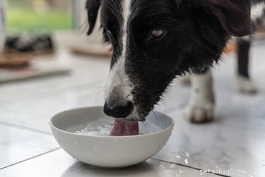 Varför hostar min hund efter att ha druckit vatten?