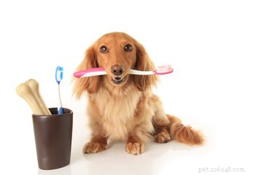 Jak čistit zuby psům