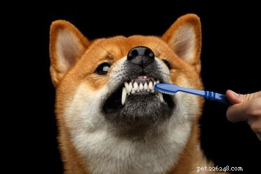 Como escovar os dentes do seu cachorro