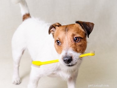 あなたの犬の歯を磨く方法 