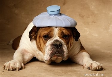 Får hundar huvudvärk?