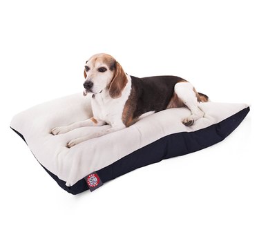 우리 강아지에게 개 침대가 필요합니까?