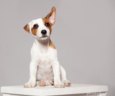 あなたの犬は聴力検査が必要ですか？ 