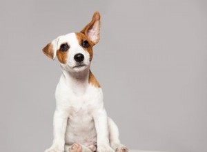 Seu cão precisa de um teste de audição?