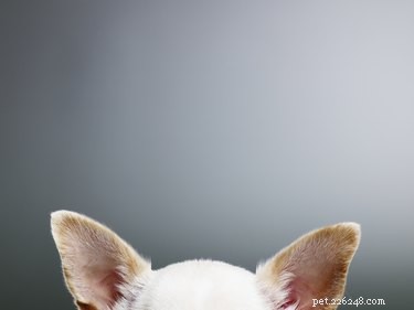 Heeft uw hond een gehoortest nodig?